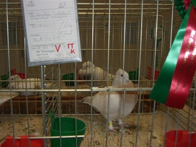Hauptsonderschau der Schweizer Tauben in Thale 2011/2012